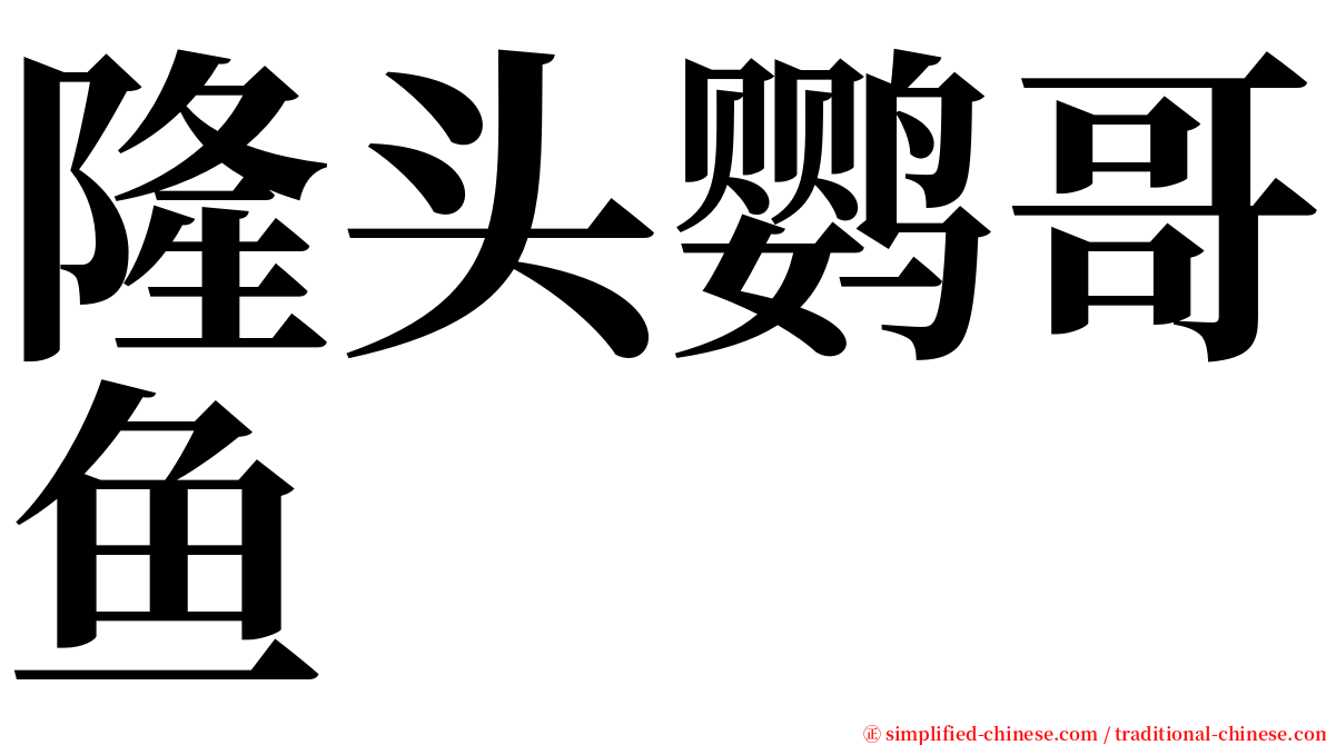 隆头鹦哥鱼 serif font