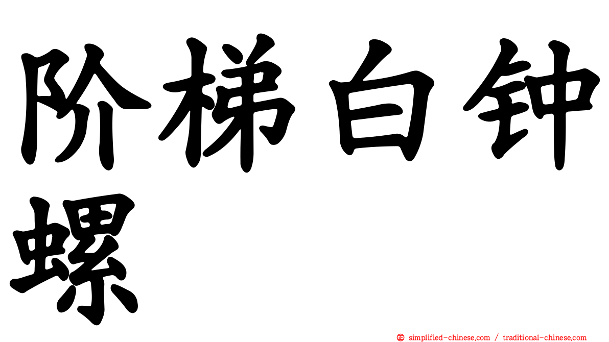 阶梯白钟螺