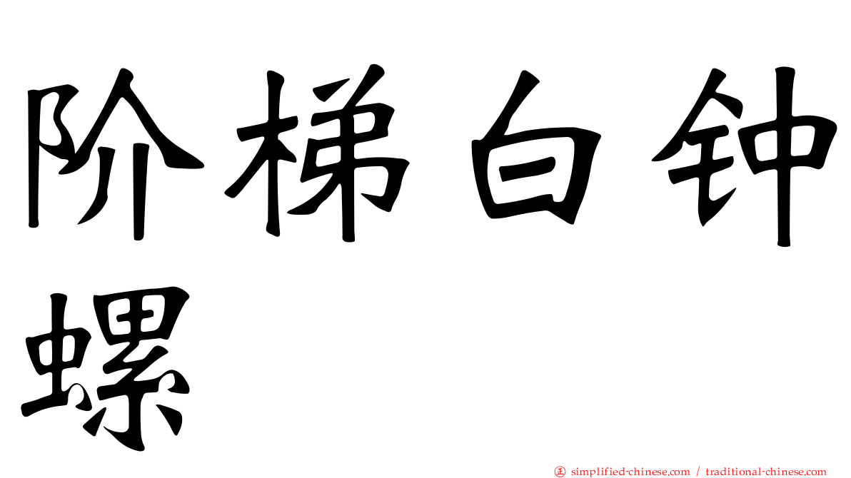 阶梯白钟螺