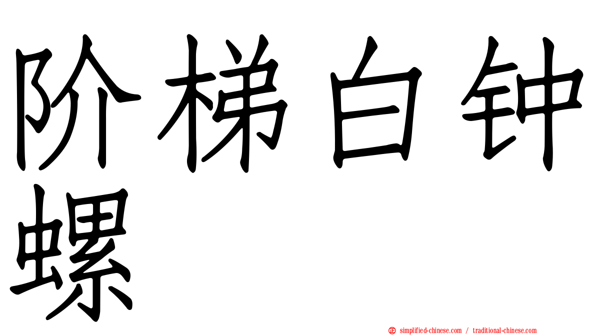 阶梯白钟螺