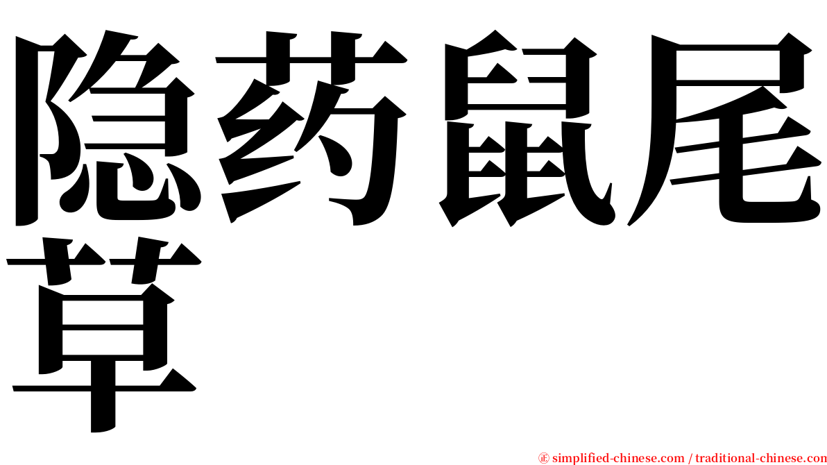隐药鼠尾草 serif font