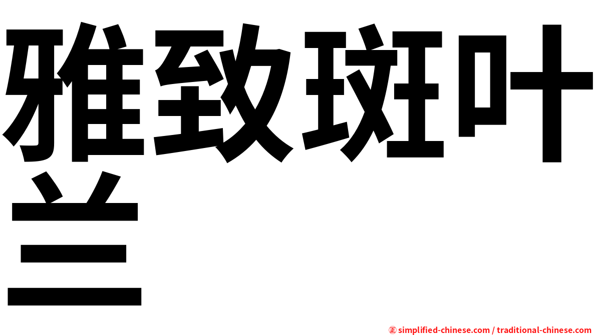 雅致斑叶兰