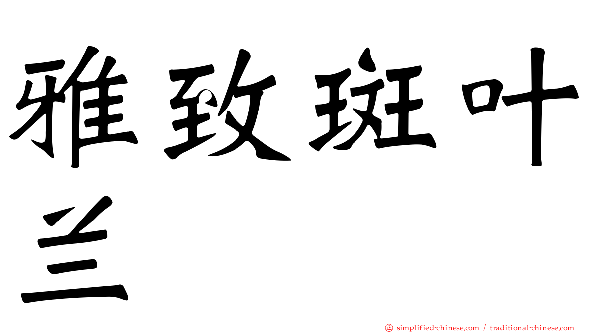 雅致斑叶兰