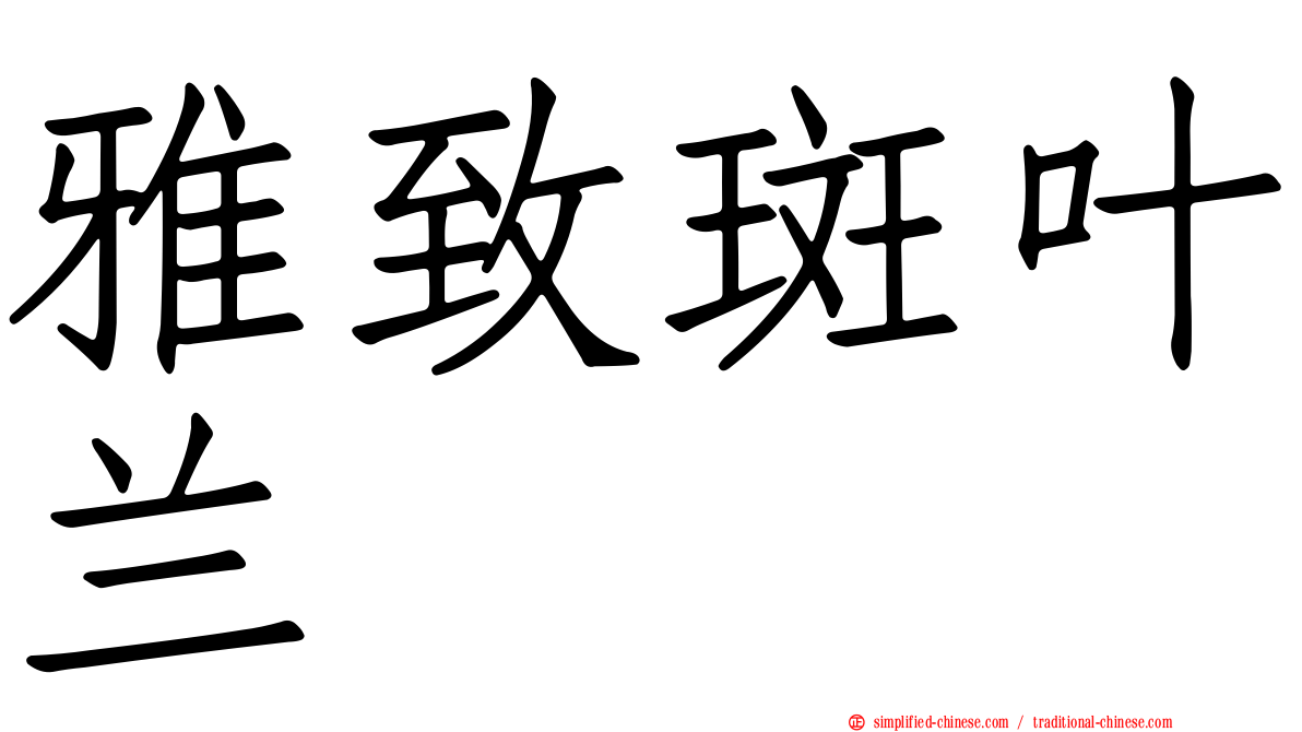 雅致斑叶兰