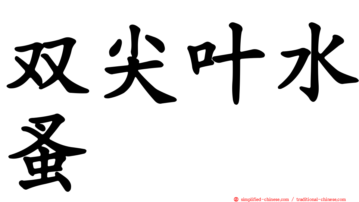 双尖叶水蚤