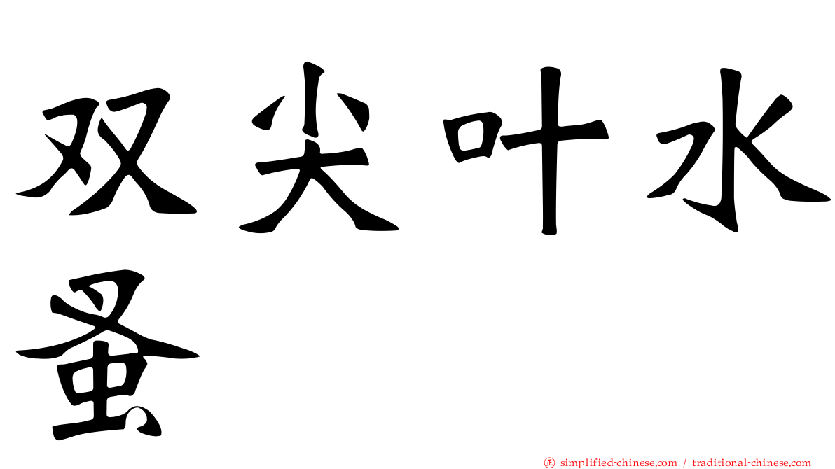 双尖叶水蚤