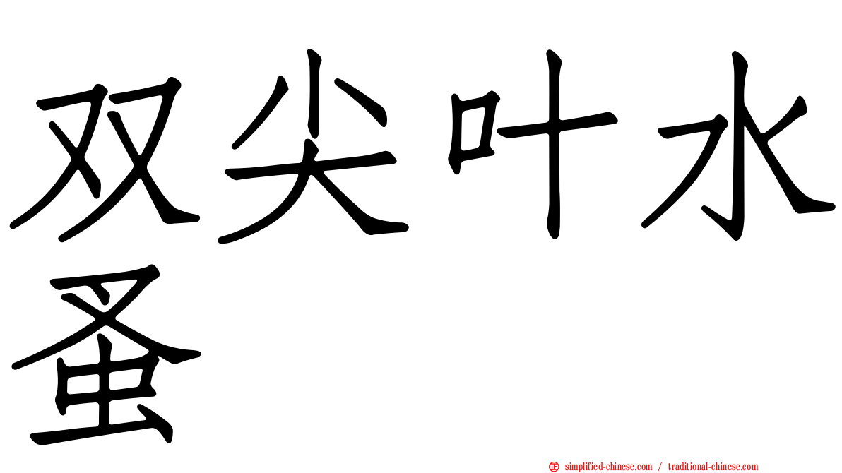 双尖叶水蚤