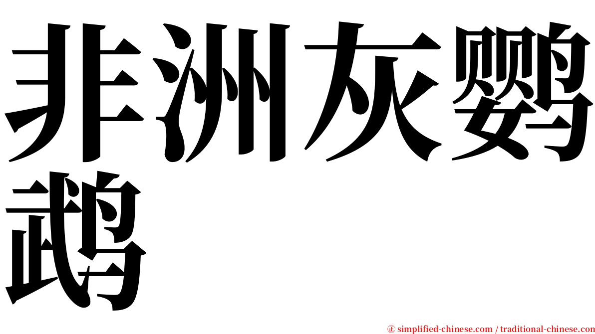 非洲灰鹦鹉 serif font