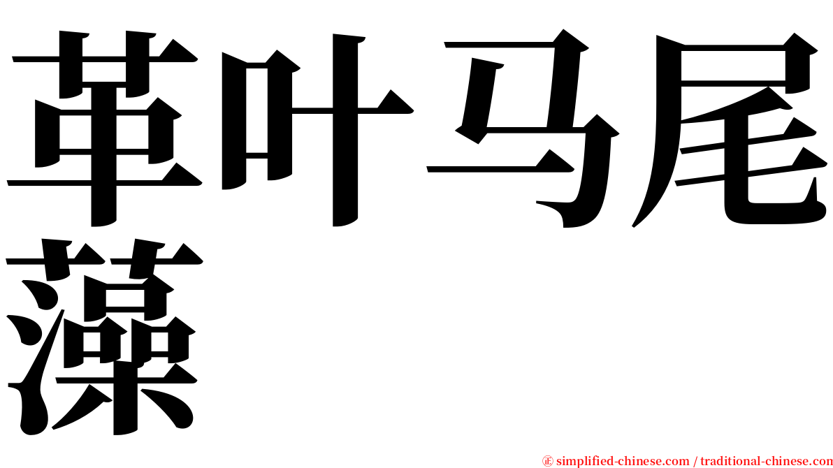革叶马尾藻 serif font