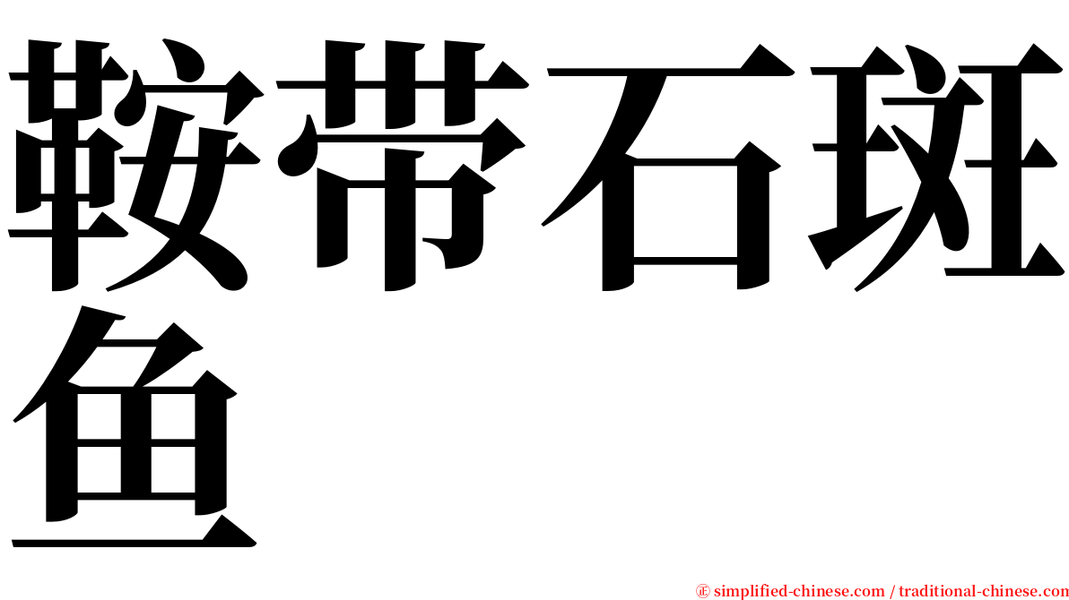 鞍带石斑鱼 serif font