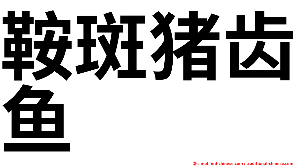 鞍斑猪齿鱼