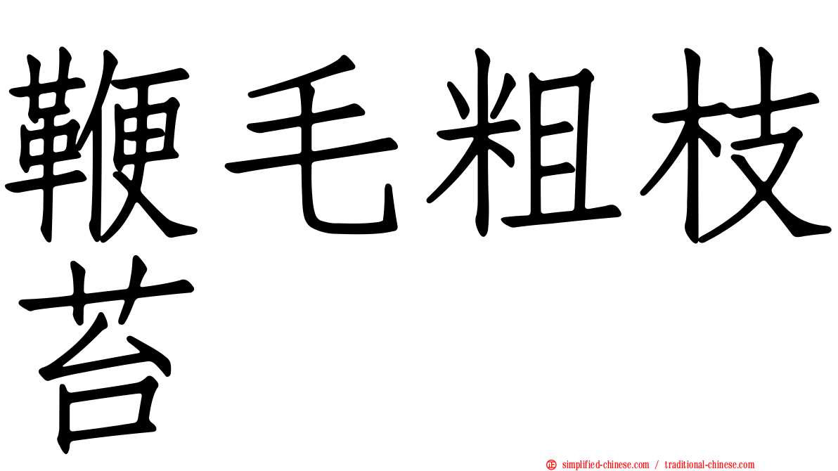 鞭毛粗枝苔