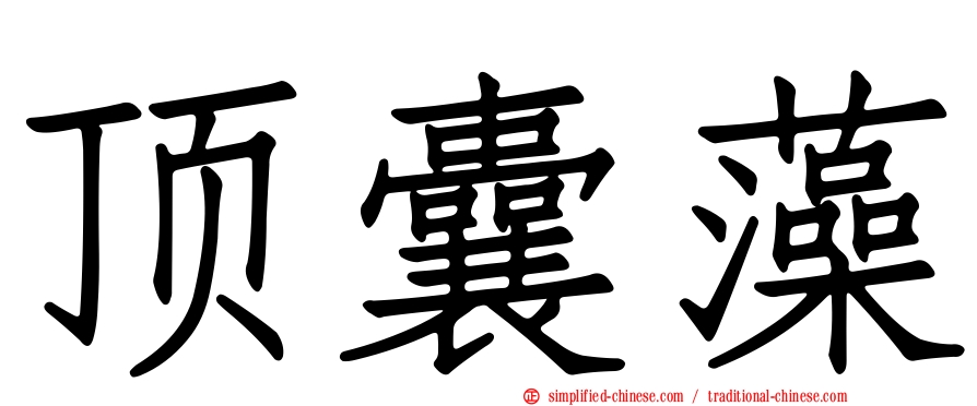 顶囊藻