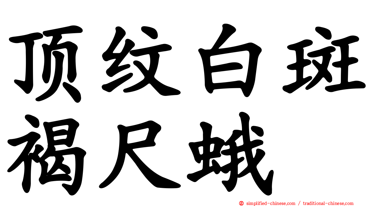 顶纹白斑褐尺蛾