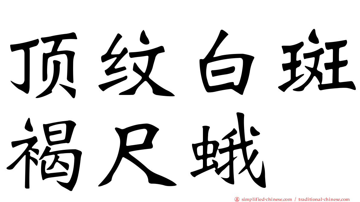 顶纹白斑褐尺蛾