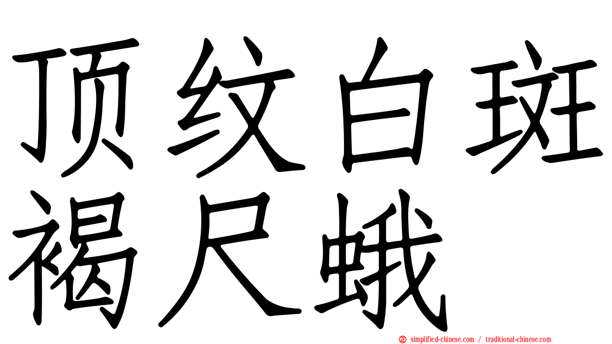 顶纹白斑褐尺蛾