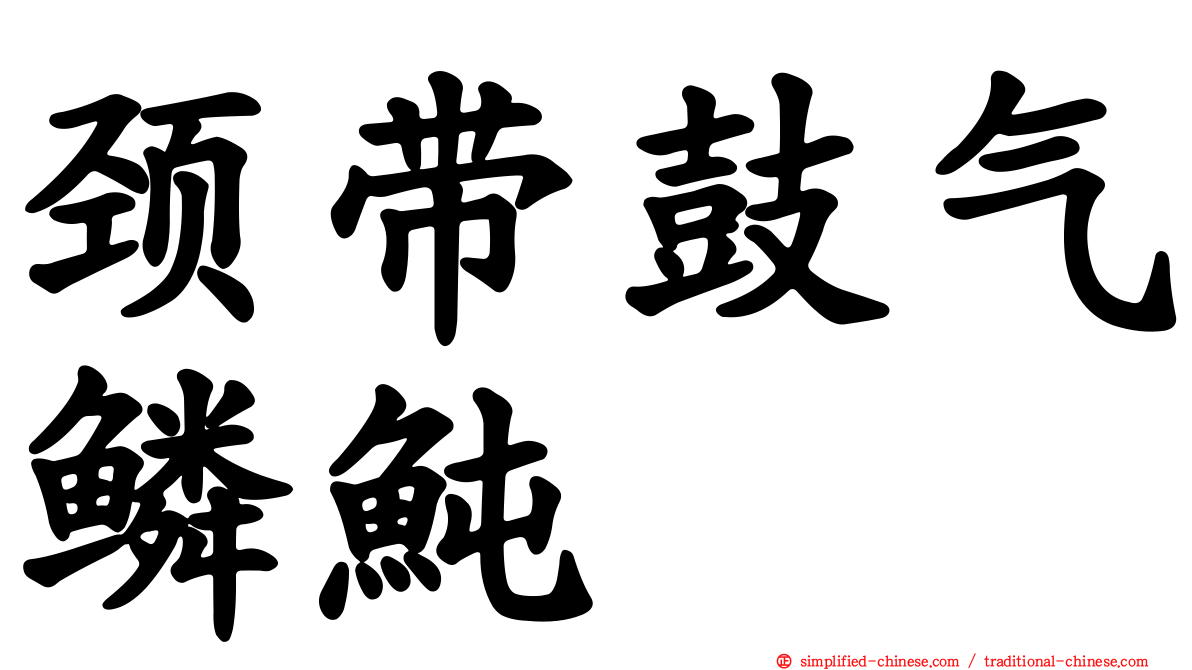 颈带鼓气鳞鲀