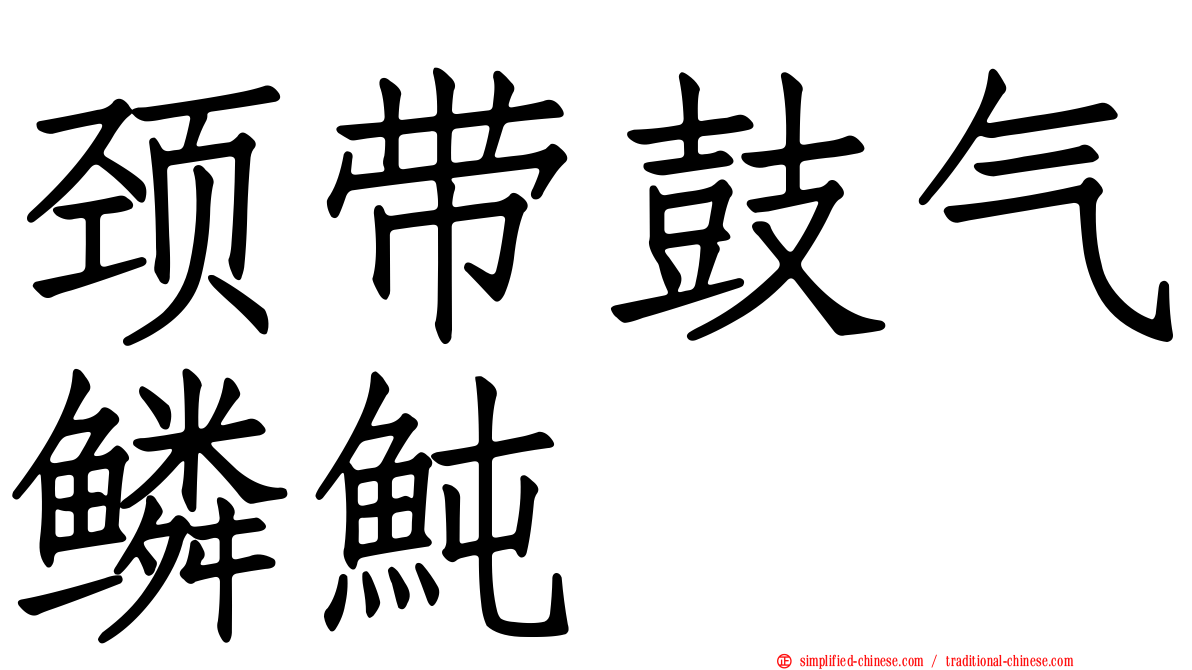 颈带鼓气鳞鲀