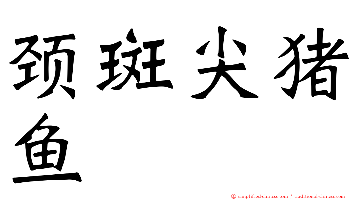 颈斑尖猪鱼