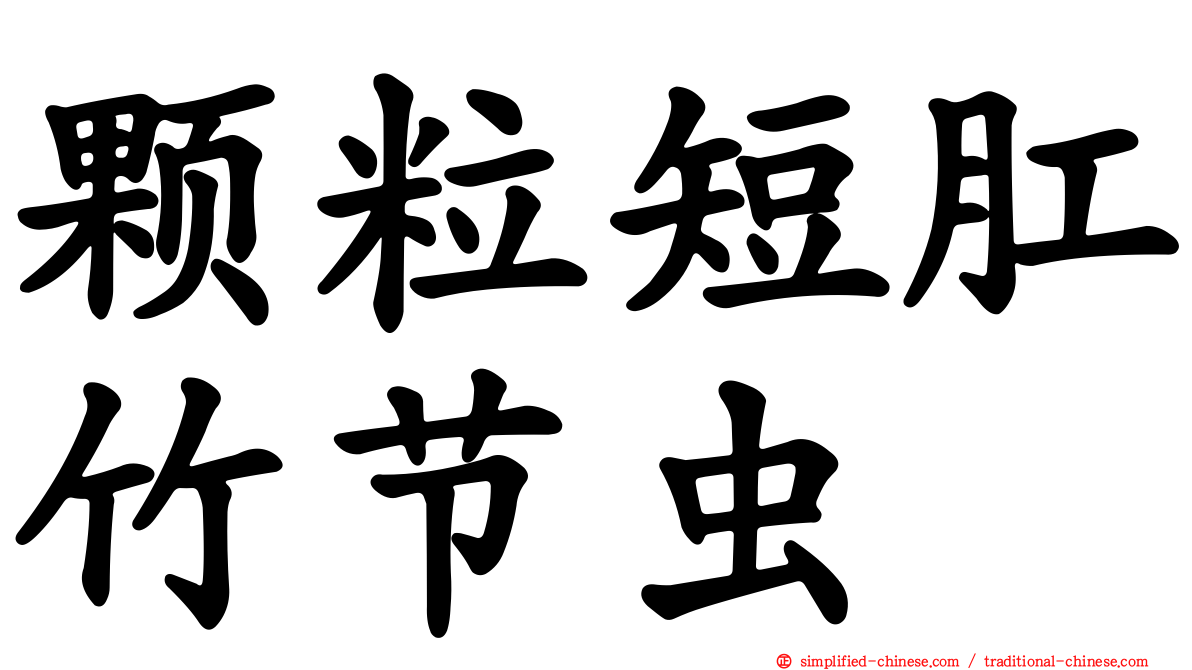 颗粒短肛竹节虫