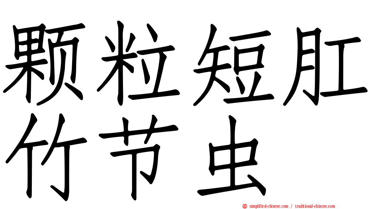 颗粒短肛竹节虫