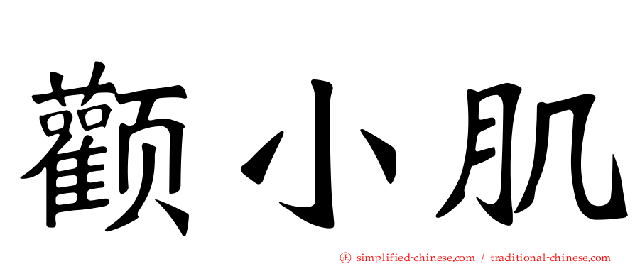 颧小肌