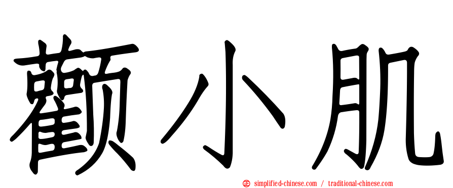 颧小肌