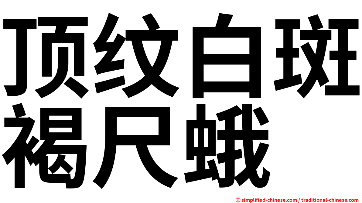 顶纹白斑褐尺蛾