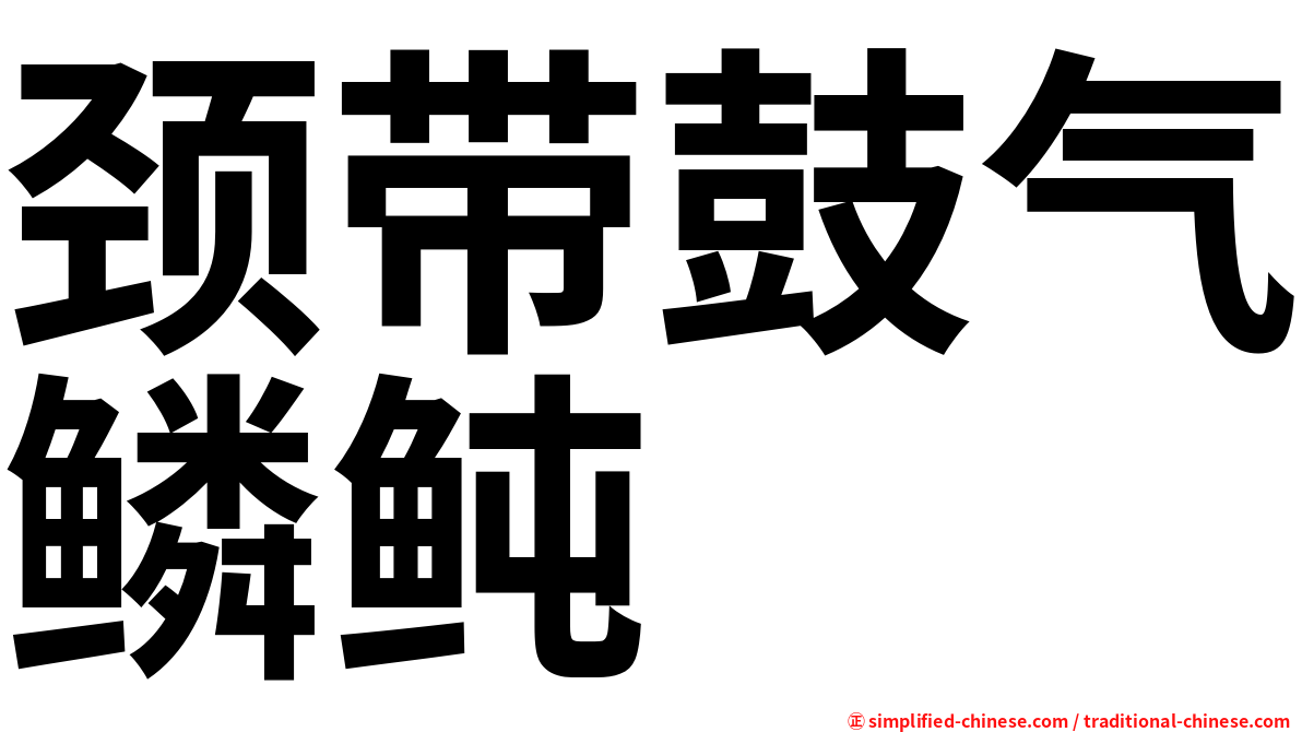 颈带鼓气鳞鲀