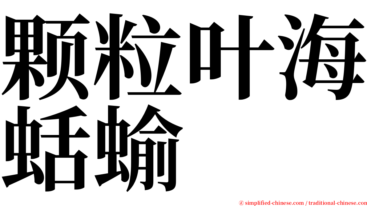 颗粒叶海蛞蝓 serif font