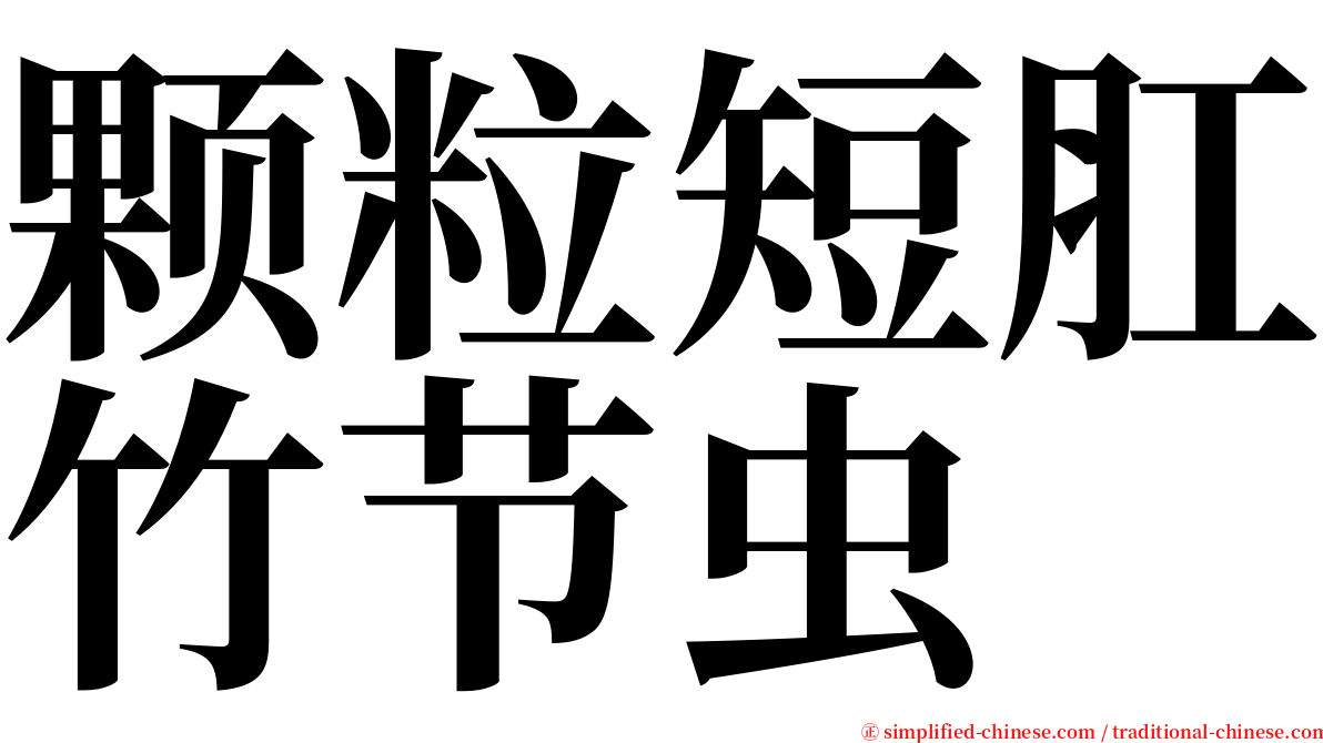 颗粒短肛竹节虫 serif font
