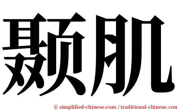 颞肌 serif font