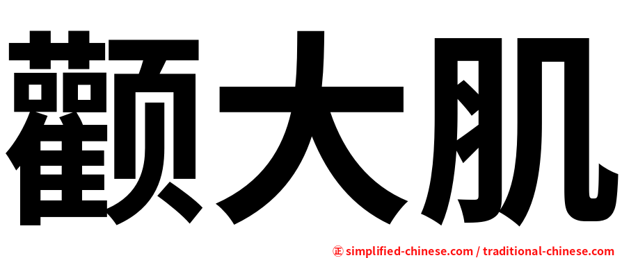 颧大肌