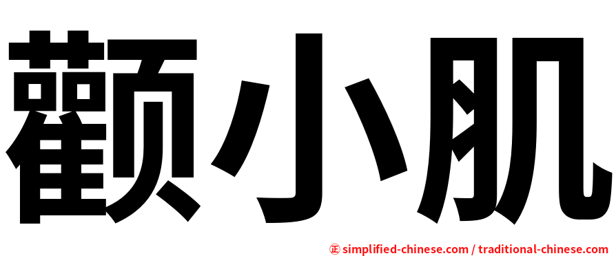 颧小肌