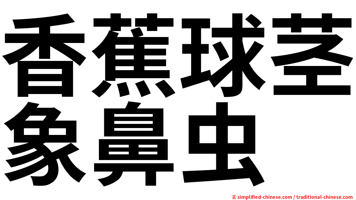 香蕉球茎象鼻虫