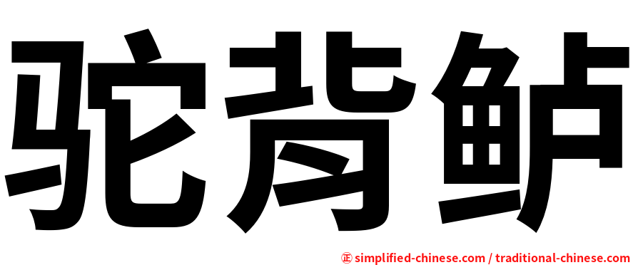 驼背鲈