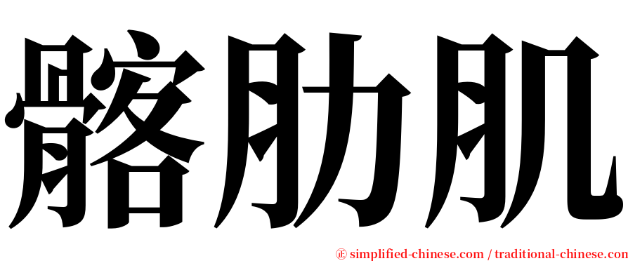 髂肋肌 serif font