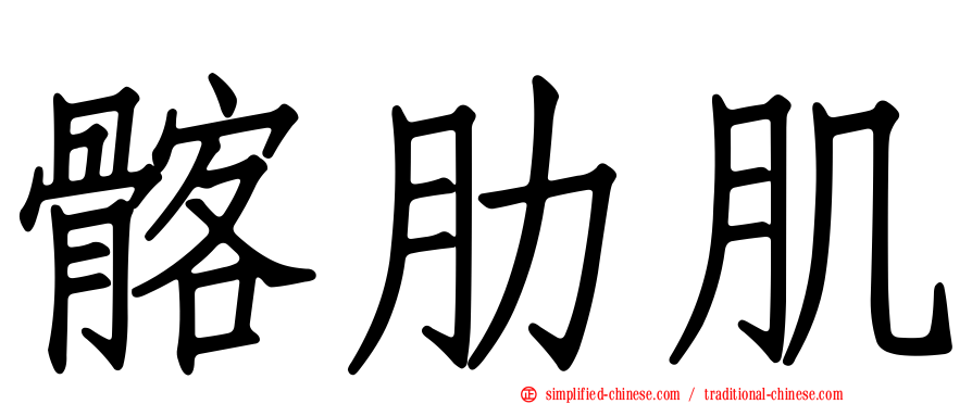 髂肋肌