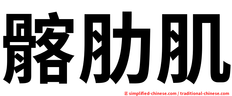 髂肋肌