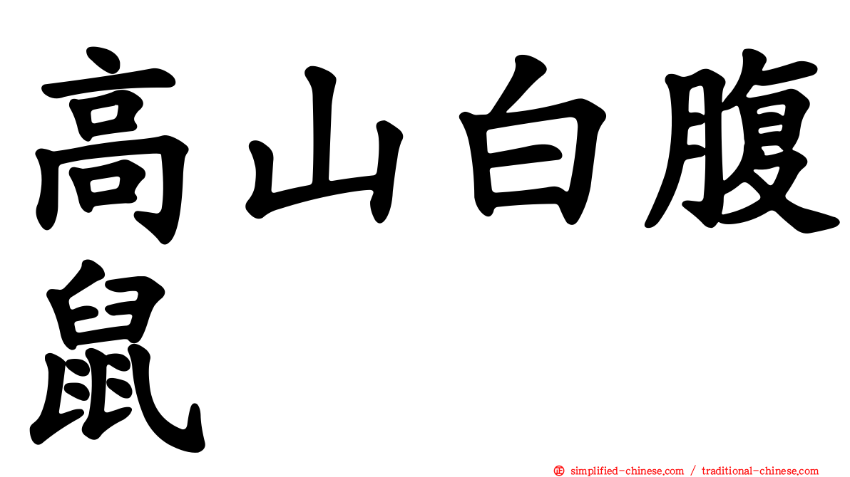 高山白腹鼠