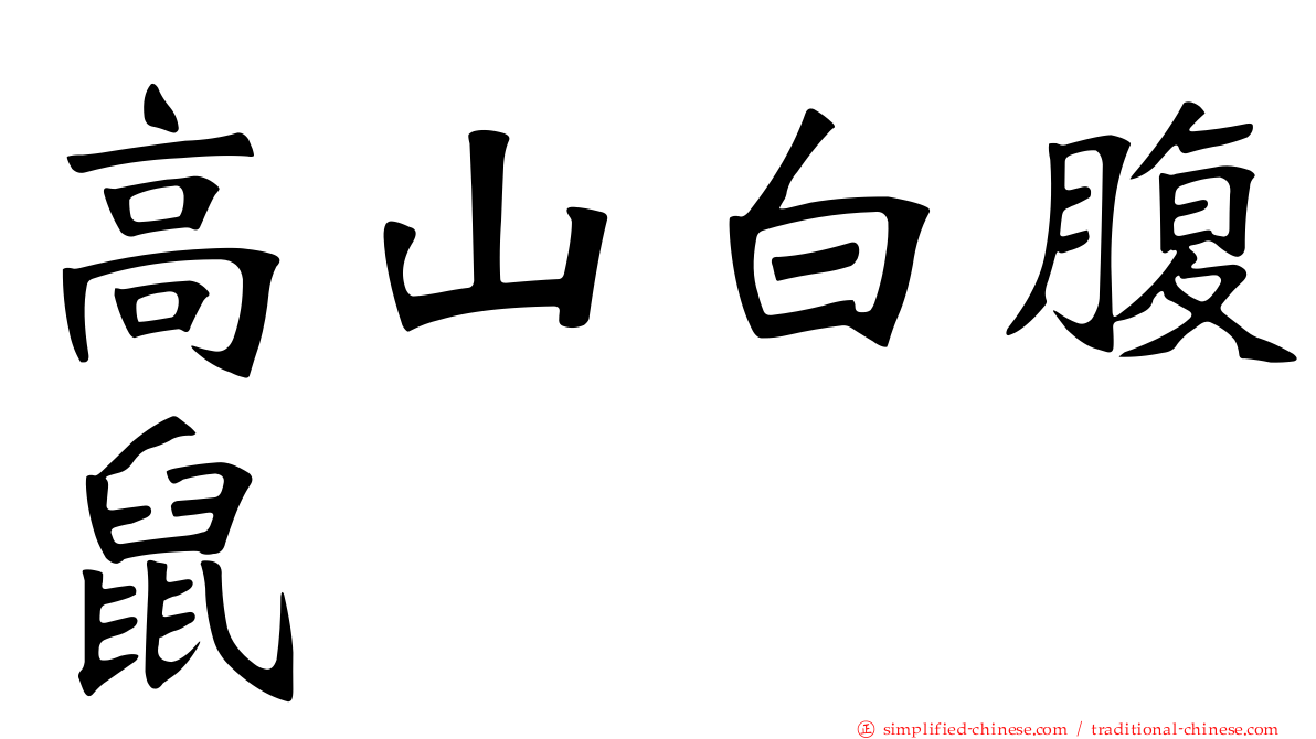 高山白腹鼠