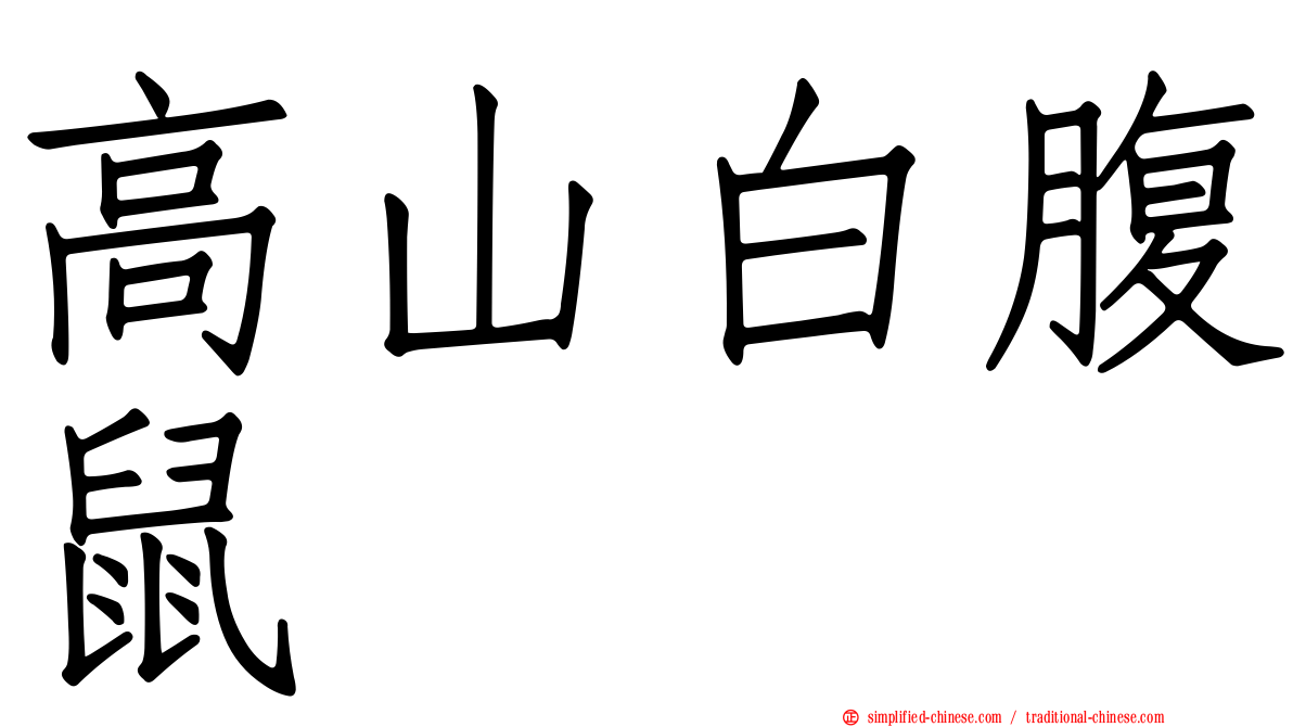 高山白腹鼠