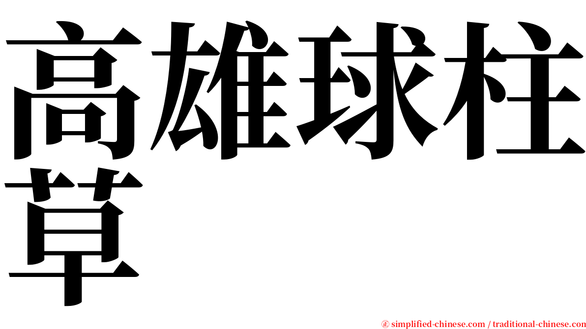 高雄球柱草 serif font