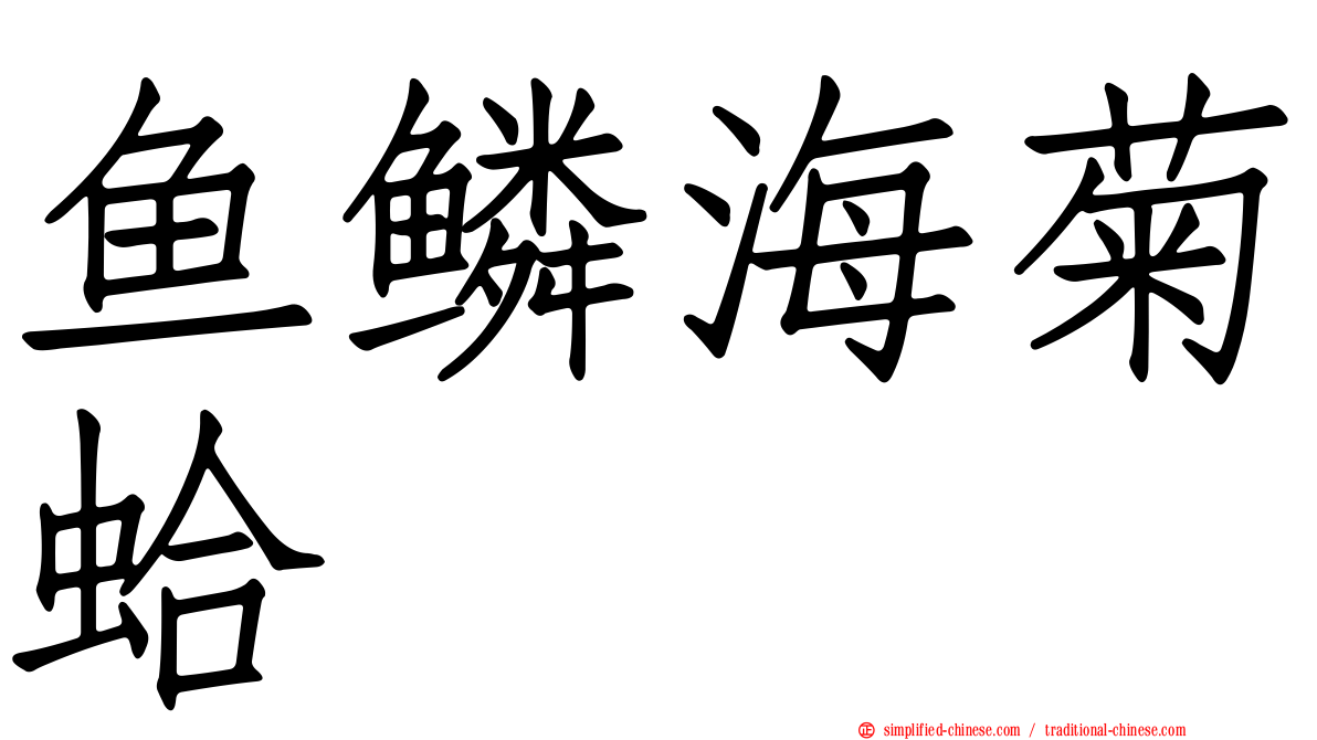 鱼鳞海菊蛤