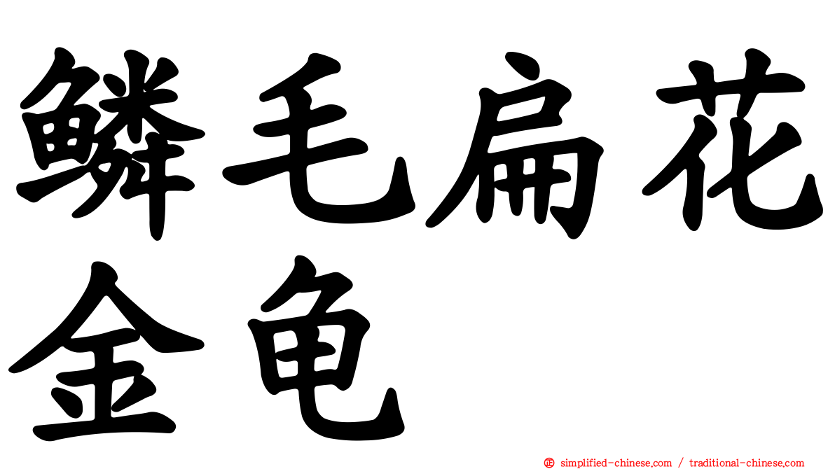 鳞毛扁花金龟