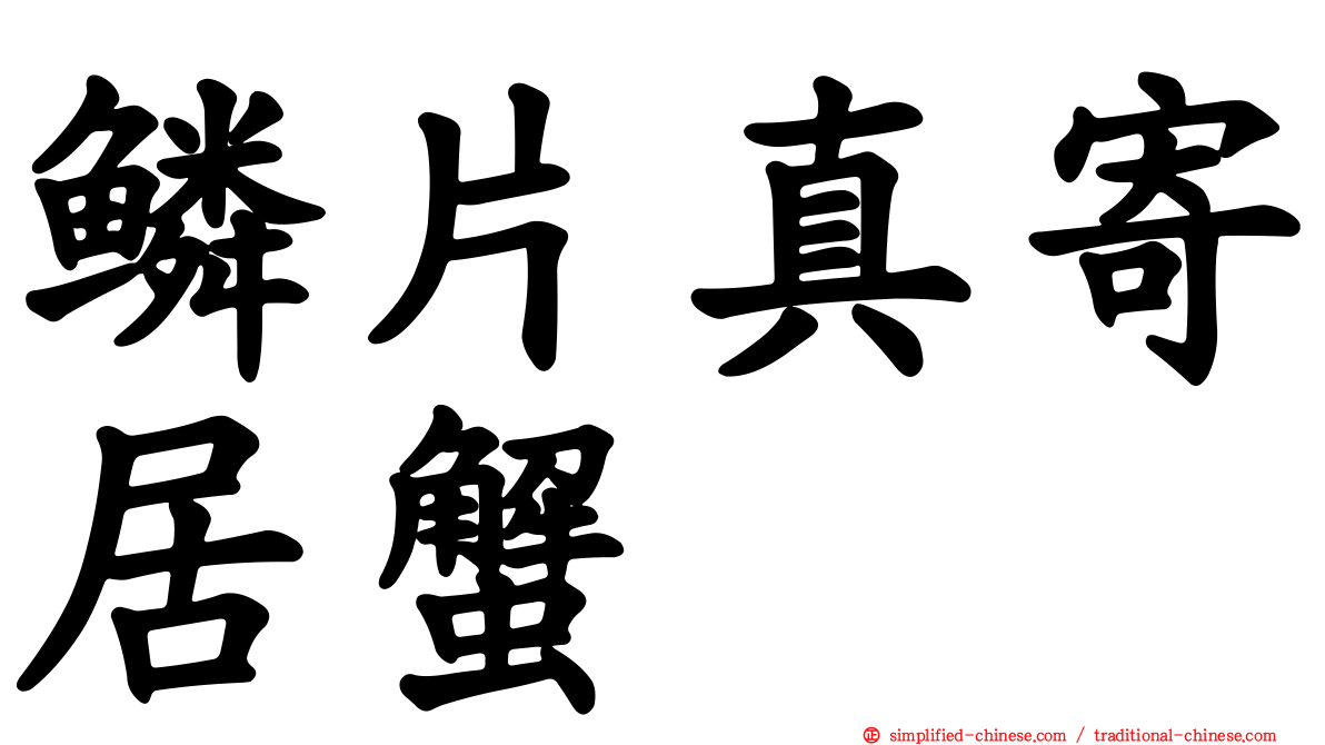 鳞片真寄居蟹