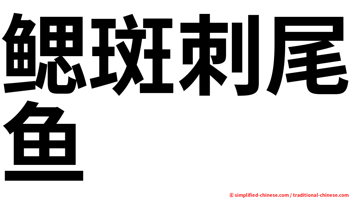 鳃斑刺尾鱼
