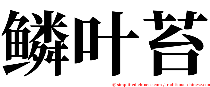 鳞叶苔 serif font