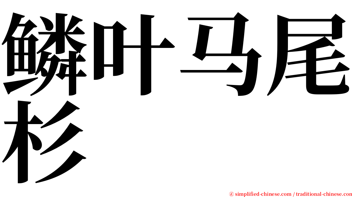 鳞叶马尾杉 serif font