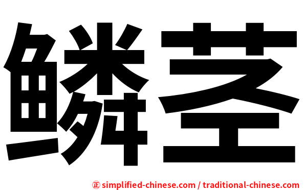 鳞茎